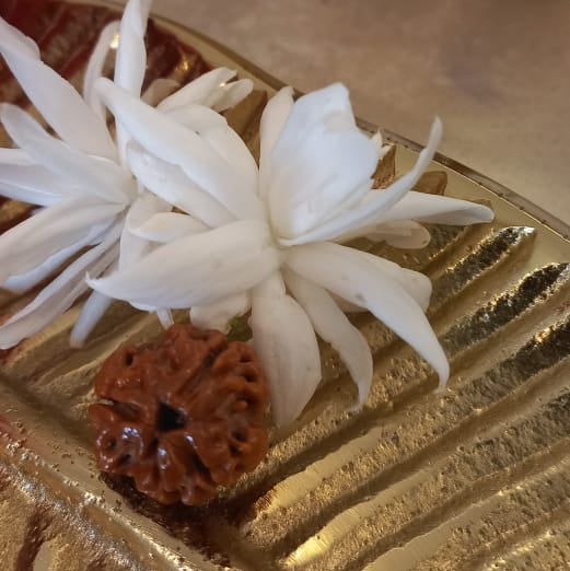 Panch Mukhi Rudraksha Pendant